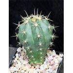 Ferocactus pottsii 5-inch pots Ferocactus pottsii 5-inch pots