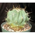 Ferocactus pottsi 8-inch pots