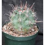 Ferocactus santa-maria 8-inch pots