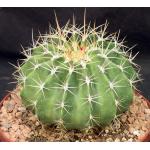 Ferocactus schwarzii 8-inch pots