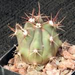 Ferocactus townsendianus 2-inch pots