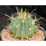 Ferocactus wislizeni fm flavispinus 8-inch pots