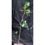 Ficus ilicina one-gallon pots