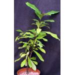 Ficus austrocaledonia 8-inch pots
