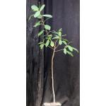 Ficus craterosoma one-gallon pots