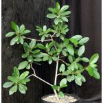 Ficus craterosoma 8-inch pots