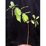 Ficus ilicina 8-inch pots