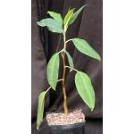 Ficus macrophylla one-gallon pots