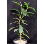 Ficus macrophylla 2-gallon pots