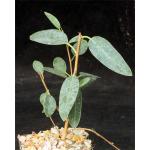 Ficus menabeensis 5-inch pots