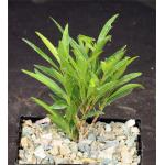 Ficus neriifolia 5-inch pots