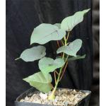 Ficus petiolaris one-gallon pots