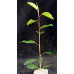 Ficus platypoda 4-inch pots