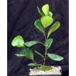 Ficus triangularis 5-inch pots