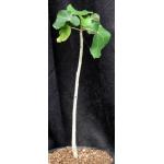 Ficus abutifolia 2-gallon pots