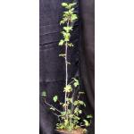 Ficus afghanistanii 2-gallon pots