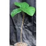 Ficus auriculata 8-inch pots