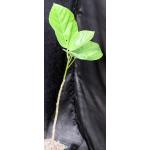 Ficus auriculata one-gallon pots