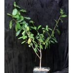 Ficus burtt-davyi one-gallon pots