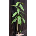 Ficus cordata one-gallon pots