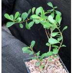Ficus lingua 5-inch pots