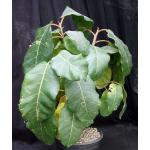 Ficus lutea 2-gallon pots