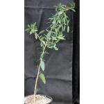 Ficus menabeensis 2-gallon pots