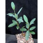 Ficus menabeensis 5-inch pots