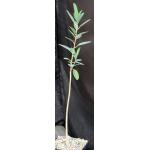 Ficus menabeensis one-gallon pots