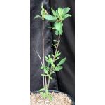 Ficus natalensis 2-gallon pots