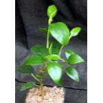 Ficus obliqua 4-inch pots