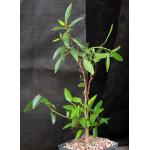 Ficus obliqua 5-inch pots