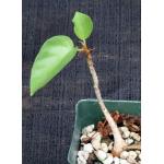 Ficus petiolaris (palmeri) 4-inch pots