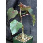 Ficus petiolaris 4-inch pots