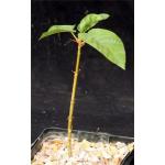 Ficus petiolaris (palmeri) 5-inch pots