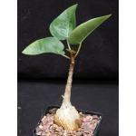 Ficus petiolaris (palmeri) 5-inch pots