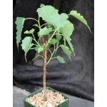 Ficus religiosa 4-inch pots