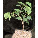 Ficus religiosa one-gallon pots