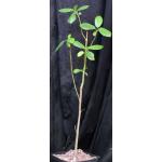 Ficus sycamorus one-gallon pots