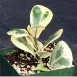 Ficus triangularis (variegated) 4-inch pots