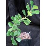 Ficus triangularis 5-inch pots