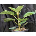 Ficus vasta 5-gallon pots