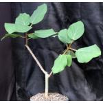Ficus vasta 8-inch pots
