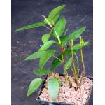 Ficus watkinsiana 5-inch pots