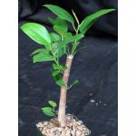 Ficus watkinsiana 4-inch pots