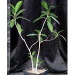 Ficus watkinsiana one-gallon pots