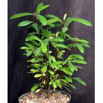 Ficus austrocaledonia 8-inch pots