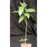 Ficus cordata 5-inch pots