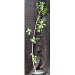 Ficus ilicina 2-gallon pots
