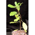Ficus ilicina 5-inch pots